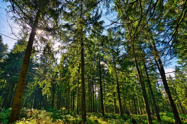 Forêt Conifères Dans Harz Basse Saxe Allemagne — Photo