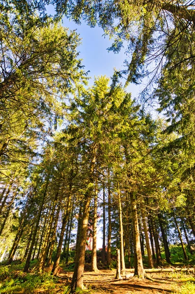 Almanya 'da Aşağı Saksonya' daki Harz Dağları 'ndaki Kozalaklı Orman