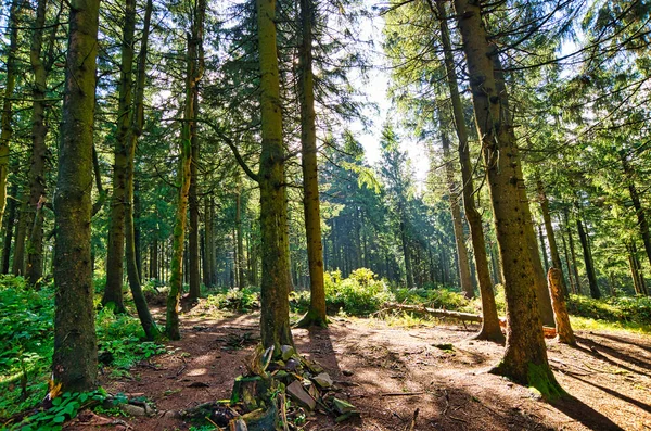 Forêt Conifères Dans Harz Basse Saxe Allemagne — Photo