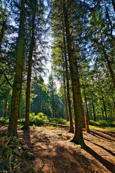 Almanya 'da Aşağı Saksonya' daki Harz Dağları 'ndaki Kozalaklı Orman