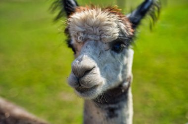 Yeşillik bir arazinin tepesinde duran bir alpakanın yakın çekimi.