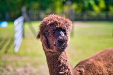 Yeşillik bir arazinin tepesinde duran bir alpakanın yakın çekimi.