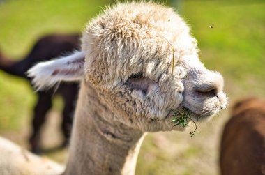 Yeşillik bir arazinin tepesinde duran bir alpakanın yakın çekimi.