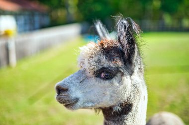 Yeşillik bir arazinin tepesinde duran bir alpakanın yakın çekimi.