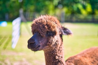 Yeşillik bir arazinin tepesinde duran bir alpakanın yakın çekimi.