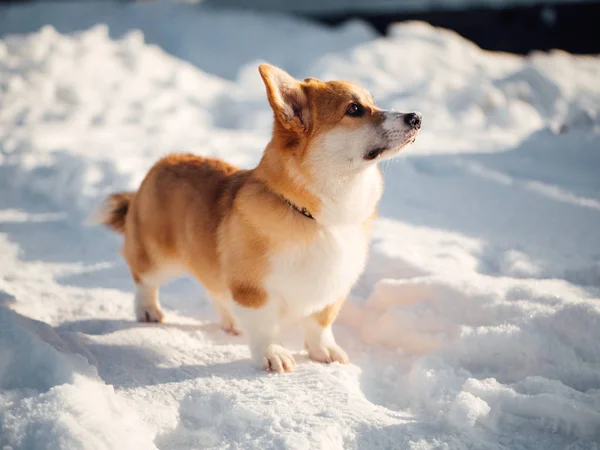 冬の公園で遊ぶコーギー犬 — ストック写真