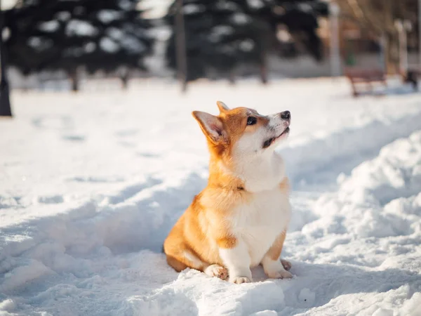 Welsh corgi hund spelar i Vinterparken — Stockfoto