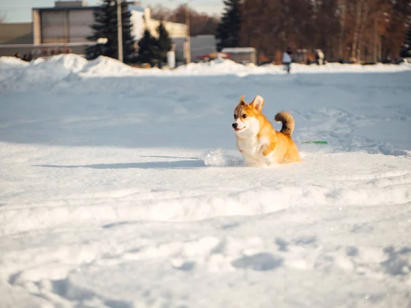 Walijski corgi pies grać w winter park — Zdjęcie stockowe