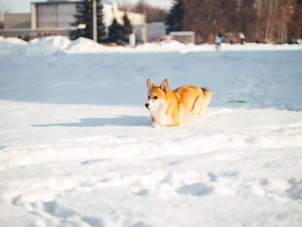 Валлийская корги-собака играет в зимнем парке — стоковое фото