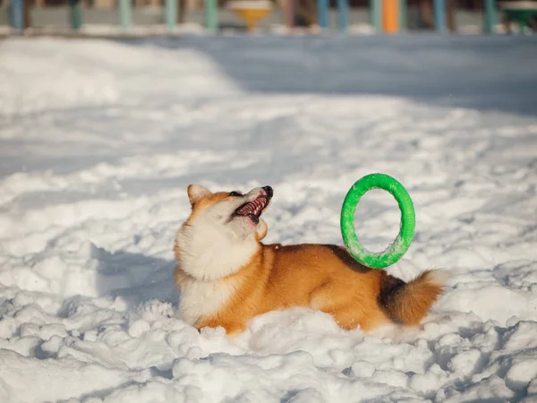 Walijski corgi pies grać w winter park — Zdjęcie stockowe