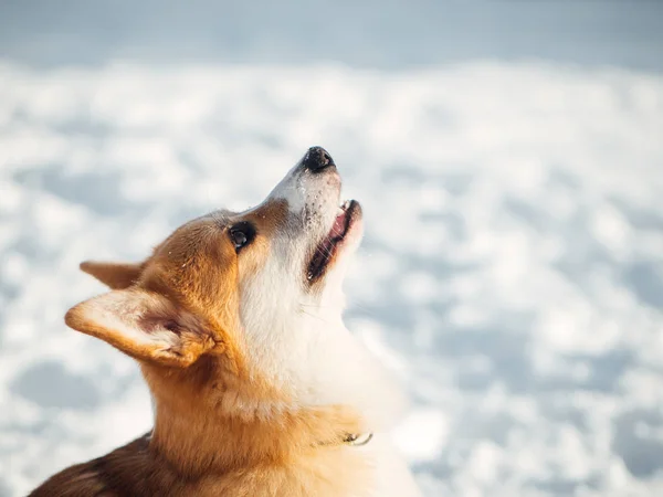 Galês corgi cão jogando no parque de inverno — Fotografia de Stock