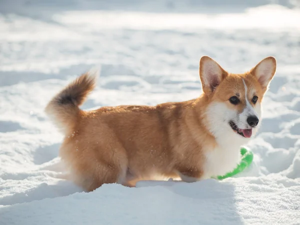 Walijski corgi pies grać w winter park — Zdjęcie stockowe