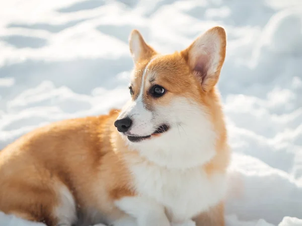 Walijski corgi pies grać w winter park — Zdjęcie stockowe