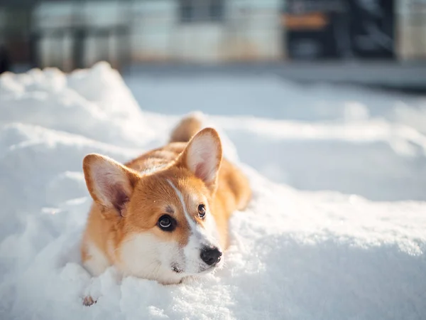 Walijski corgi pies grać w winter park — Zdjęcie stockowe