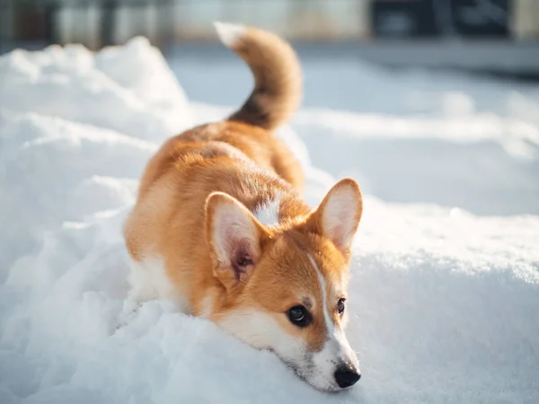 Kış Parkta oynayan Galce corgi köpek — Stok fotoğraf