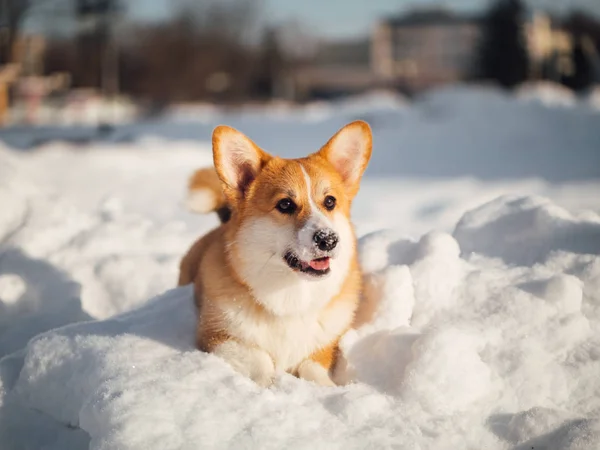 Ουαλλέζικο corgi σκύλος παίζει σε χειμερινό πάρκο Royalty Free Φωτογραφίες Αρχείου