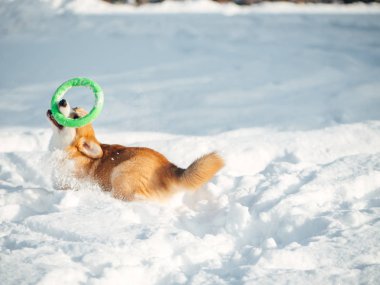 Kış Parkta oynayan Galce corgi köpek