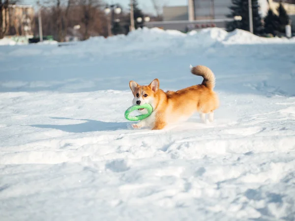 冬の公園で遊ぶコーギー犬 — ストック写真