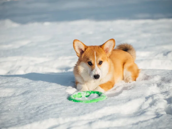 Walijski corgi pies grać w winter park — Zdjęcie stockowe