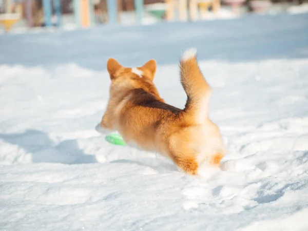 Walijski corgi pies grać w winter park — Zdjęcie stockowe