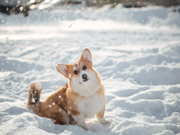 Walijski corgi pies grać w winter park — Zdjęcie stockowe