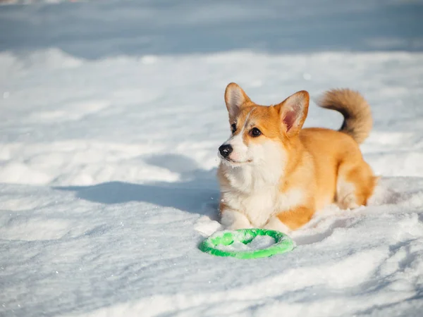 Galés corgi perro jugando en invierno parque Imagen de archivo