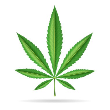 Kenevir yaprağı beyaz arkaplanda izole edilmiştir