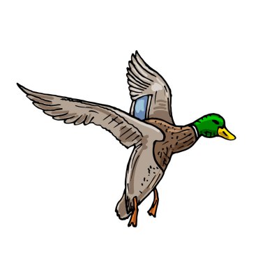 Mallard ördeği vektörü vahşi kuş simgesi çiz