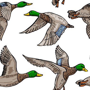 Mallard ördeği vektörü vahşi kuş simgesi çiz