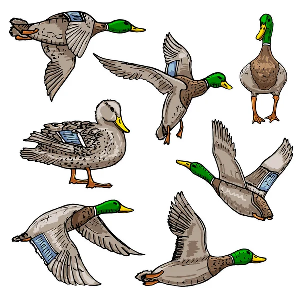 Mallard Vetor Pato Esboço Ícone Pássaro Selvagem — Vetor de Stock