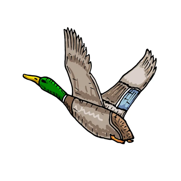 Mallard Pato Vector Boceto Icono Pájaro Salvaje — Vector de stock