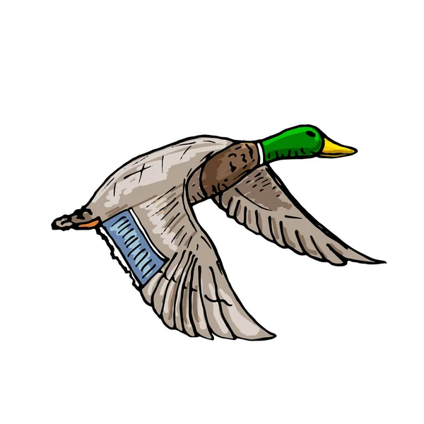 Mallard Anatra Vettore Schizzo Uccello Selvatico Icona — Vettoriale Stock