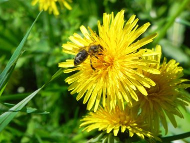 Arı bal sarı bir karahindiba bir yaz çayır üzerinde toplar.                               
