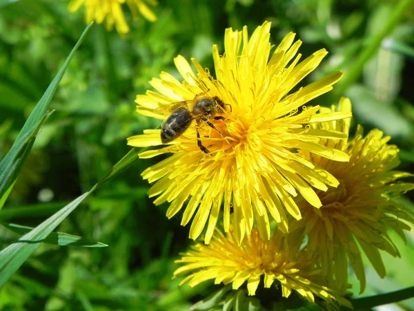 Arı bal sarı bir karahindiba bir yaz çayır üzerinde toplar.                               