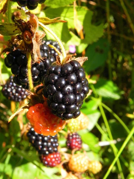 Las Moras Sobre Arbusto Jardín Veraniego —  Fotos de Stock