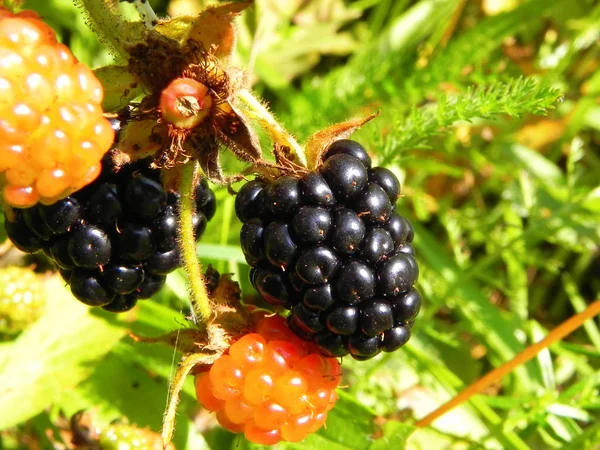 Blackberry Μούρα Ένα Θάμνο Στον Καλοκαιρινό Κήπο — Φωτογραφία Αρχείου
