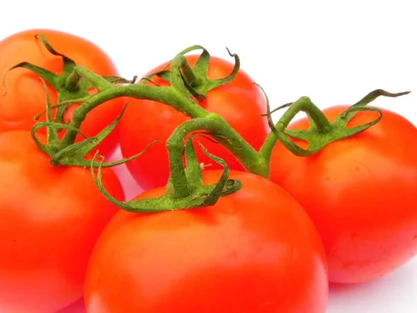 Rote reife Tomaten auf dem grünen Zweig. — Stockfoto