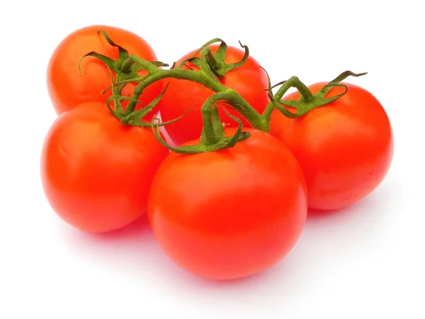 Rote reife Tomaten auf dem grünen Zweig. — Stockfoto