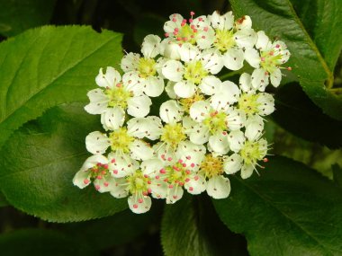 Bir bahçede bir çalı dalı üzerinde siyah chokeberry çiçekler.