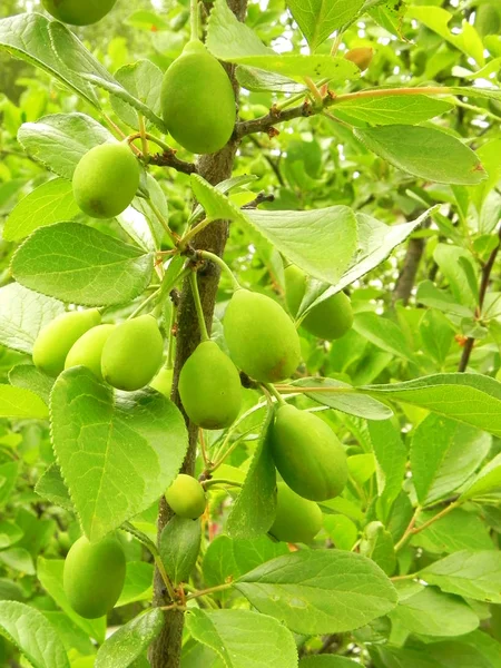 Ameixas verdes não maduras em um ramo no jardim . — Fotografia de Stock