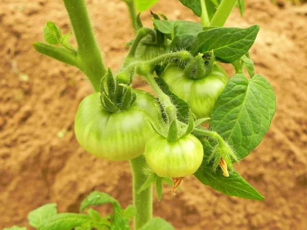 Tomates verdes não maduros no arbusto no jardim . — Fotografia de Stock