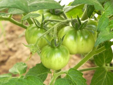 Green unripe tomatoes on a branch in the garden. clipart