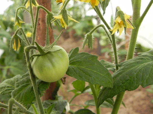 Tomates verdes não maduros em um ramo no jardim . — Fotografia de Stock