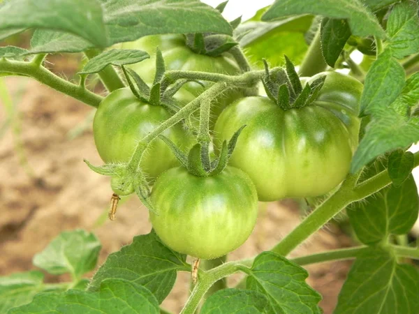 Green unripe tomatoes on a branch in the garden. — Stock Photo, Image