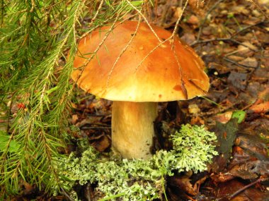 Ormanda beyaz mantar (boletus).