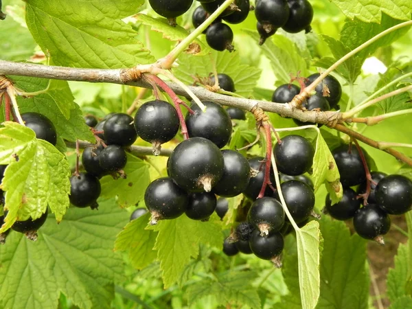 Bär av svarta vinbär på en gren av en buske i trädgården. — Stockfoto
