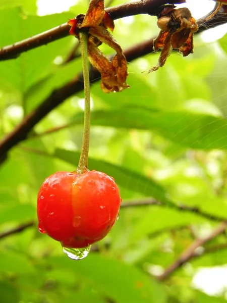 Cherry med en droppe regn på en trädgren. — Stockfoto