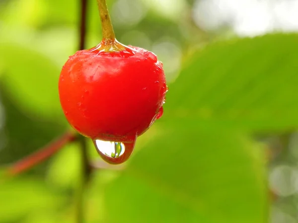 Cherry med en droppe regn på en trädgren. — Stockfoto