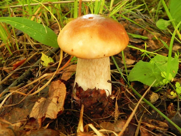 White mushroom (boletus) in the forest. — Stock Photo, Image