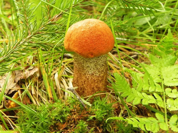 Bolet de coupe rouge sous un pin dans la forêt . — Photo